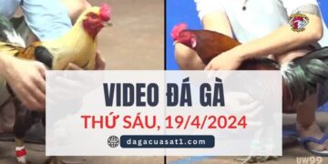 Clip Đá Gà Campuchia ngày 12/4/2024