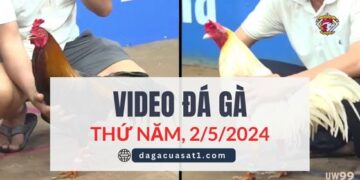Clip Đá Gà Campuchia ngày 12/4/2024