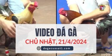 Clip Đá Gà Campuchia ngày 12/4/2024