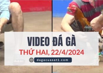 Clip Đá Gà Campuchia ngày 12/4/2024