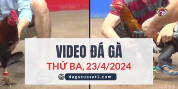 Clip Đá Gà Campuchia ngày 12/4/2024