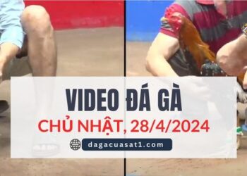 Clip Đá Gà Campuchia ngày 12/4/2024