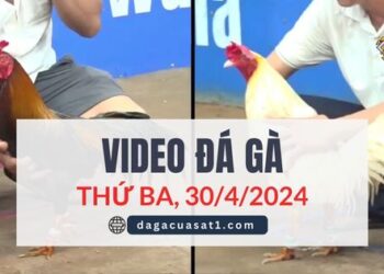 Clip Đá Gà Campuchia ngày 12/4/2024