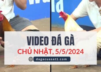Clip Đá Gà Campuchia ngày 12/4/2024