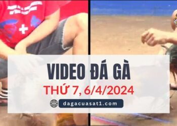 Video Đá Gà Thomo Ngày 6/4/2024 (CPC3/ CPC1)