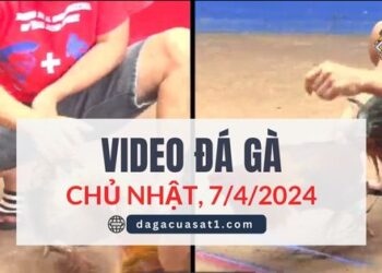 Clip Đá Gà Campuchia ngày 7/4/2024