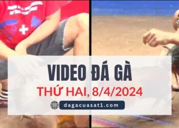 Video Đá Gà Thomo Ngày 8/4/2024 (CPC3/ CPC1)