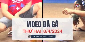 Video Đá Gà Thomo Ngày 8/4/2024 (CPC3/ CPC1)