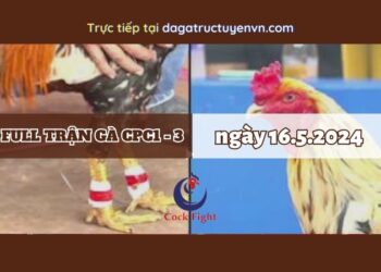 Video Đá Gà Thomo Ngày 16/5/2024 (CPC3/ CPC1)