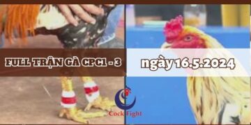 Video Đá Gà Thomo Ngày 16/5/2024 (CPC3/ CPC1)