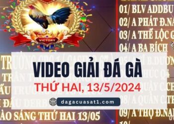 Full Giải Đá Gà Derby 4 Con Gà Tre 13/5/2024 (CPC1/ CPC3)