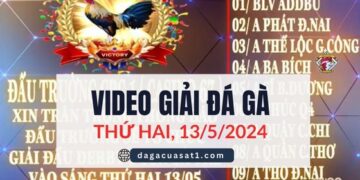 Full Giải Đá Gà Derby 4 Con Gà Tre 13/5/2024 (CPC1/ CPC3)