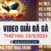 Full Giải Đá Gà Derby 4 Con Gà Tre 13/5/2024 (CPC1/ CPC3)