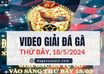 FULL Giải Đá Gà Tự Do CPC1/CPC3 ngày 18/5/2024