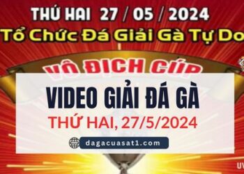 Giải Đá Gà Tự Do Thomo Ngày 27/5/2024 (CPC3/ CPC1)
