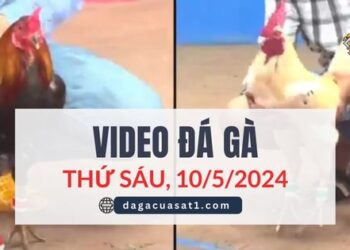 Clip Đá Gà Campuchia ngày 10/5/2024