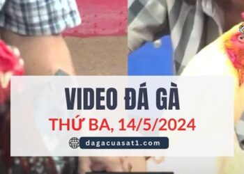 Video Đá Gà Thomo Ngày 14/5/2024 (CPC3/ CPC1)