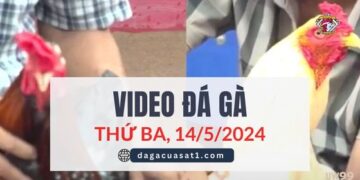 Video Đá Gà Thomo Ngày 14/5/2024 (CPC3/ CPC1)