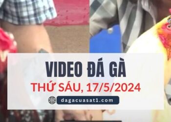 Clip Đá Gà Campuchia ngày 17/5/2024
