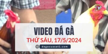 Clip Đá Gà Campuchia ngày 17/5/2024