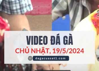 Clip Đá Gà Campuchia ngày 19/5/2024 (CPC2/CPC3)