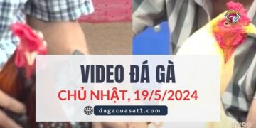 Clip Đá Gà Campuchia ngày 19/5/2024 (CPC2/CPC3)