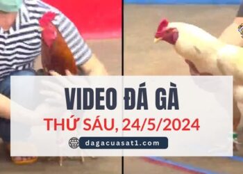 Clip Đá Gà Campuchia ngày 24/5/2024 (CPC2/CPC3)