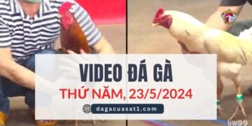 Video Đá Gà Thomo Ngày 23/5/2024 (CPC3/ CPC1)