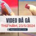 Video Đá Gà Thomo Ngày 23/5/2024 (CPC3/ CPC1)