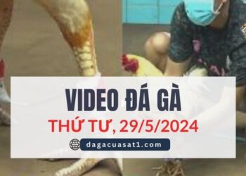 Clip Đá Gà Campuchia ngày 29/5/2024 (CPC2/CPC3)