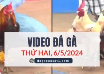 Video Đá Gà Thomo Ngày 6/5/2024 (CPC3/ CPC1)
