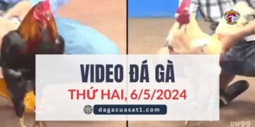 Video Đá Gà Thomo Ngày 6/5/2024 (CPC3/ CPC1)
