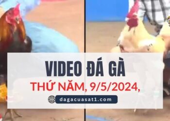 Video Đá Gà Thomo Ngày 9/5/2024 (CPC3/ CPC1)