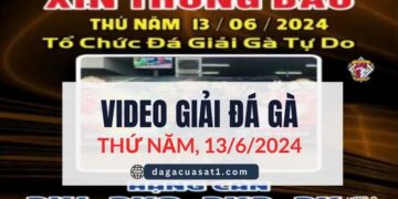 Full Giải Đá Gà Tự Do Thomo Ngày 13/6/2024 (CPC3/ CPC1)