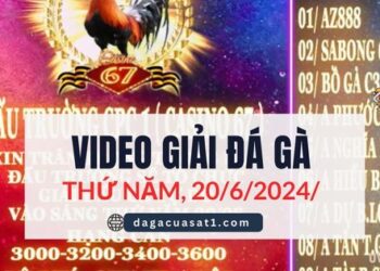 Full Giải Đá Gà Thomo Ngày 20/6/2024 (CPC3/ CPC1)