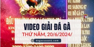 Full Giải Đá Gà Thomo Ngày 20/6/2024 (CPC3/ CPC1)
