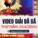 Full Giải Đá Gà Thomo Ngày 20/6/2024 (CPC3/ CPC1)