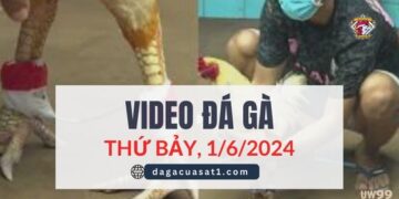 Video Đá Gà Thomo Ngày 1/6/2024 (CPC3/ CPC1)