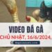 Clip Đá Gà Campuchia ngày 16/6/2024 (CPC2/CPC3)