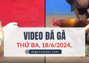 Video Đá Gà Thomo Ngày 18/6/2024 (CPC3/ CPC1)