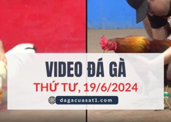 Clip Đá Gà Campuchia ngày 19/6/2024 (CPC2/CPC3)