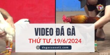 Clip Đá Gà Campuchia ngày 19/6/2024 (CPC2/CPC3)