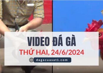 Video Đá Gà Thomo Ngày 22/2/2024 (CPC3/ CPC1)