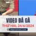 Video Đá Gà Thomo Ngày 22/2/2024 (CPC3/ CPC1)