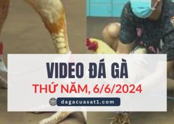 Video Đá Gà Thomo Ngày 6/6/2024 (CPC3/ CPC1)