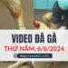 Video Đá Gà Thomo Ngày 6/6/2024 (CPC3/ CPC1)