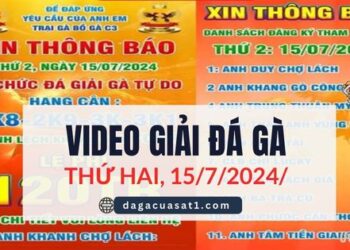 FULL Giải Đá Gà Thomo Ngày 15/7/2024 (CPC3/ CPC1)
