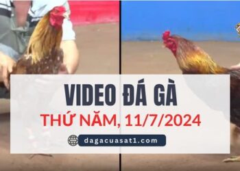 Video Đá Gà Thomo Ngày 11/7/2024 (CPC3/ CPC1)