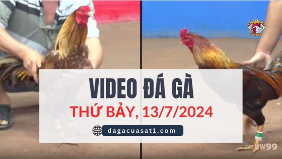 Video Đá Gà Thomo Ngày 13/7/2024 (CPC3/ CPC1)