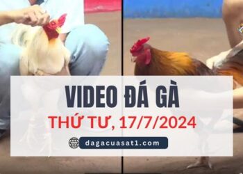 Video Đá Gà Campuchia ngày 17/7/2024 (CPC2/CPC3)